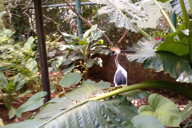 Sri Lanka, Colombo, Dehiwala Zoo